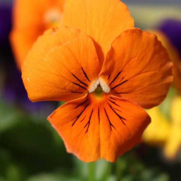 AcquaGarden Outdoor Plants Pansy 'Halloween Mix'