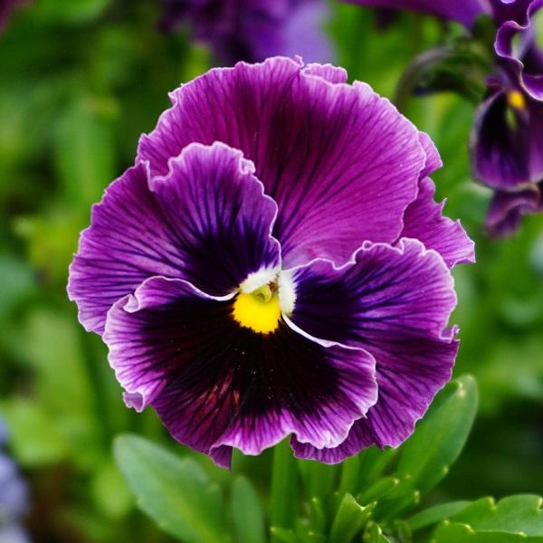 AcquaGarden Outdoor Plants Pansy 'Halloween Mix'