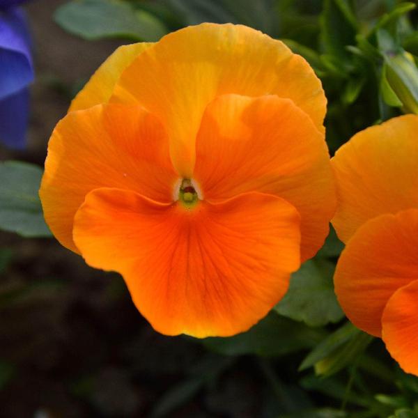 AcquaGarden Outdoor Plants Pansy 'Halloween Mix'