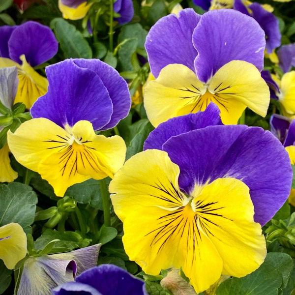 AcquaGarden Outdoor Plants Pansy 'Morpheus'