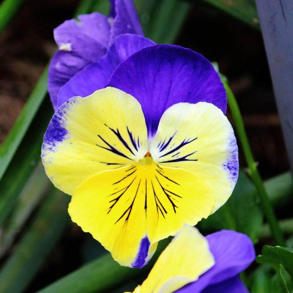AcquaGarden Outdoor Plants Pansy 'Morpheus'