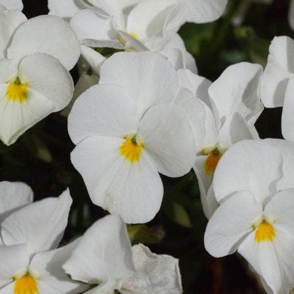 AcquaGarden Outdoor Plants Pansy 'Pure White'