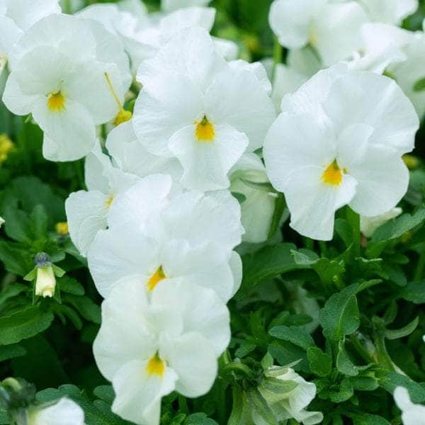 AcquaGarden Outdoor Plants Pansy 'Pure White'