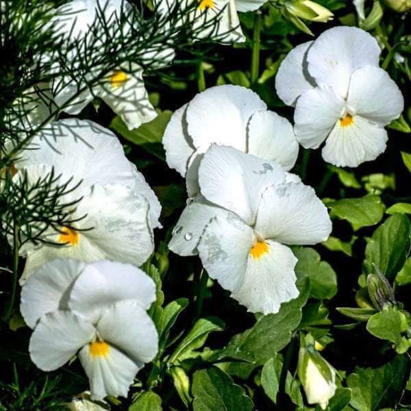 AcquaGarden Outdoor Plants Pansy 'Pure White'