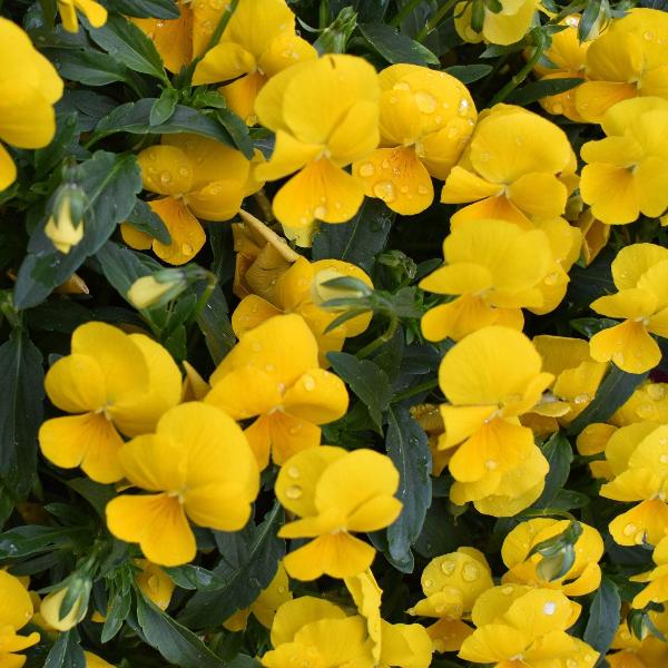 AcquaGarden Outdoor Plants Pansy 'Pure Yellow'