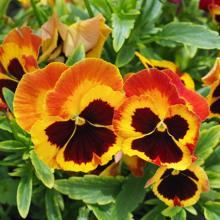 AcquaGarden Outdoor Plants Pansy 'Radiance Red'