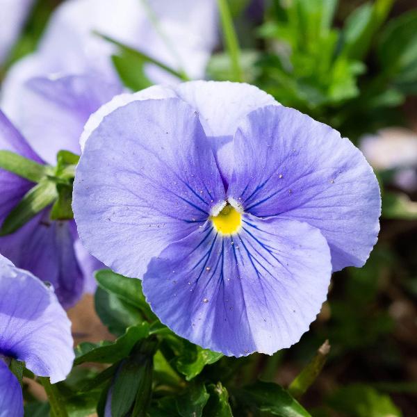 AcquaGarden Outdoor Plants Pansy 'Water Colours Mix'