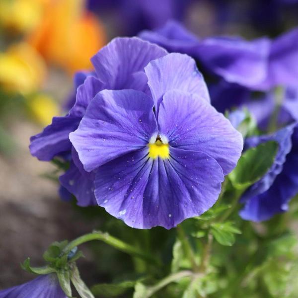 AcquaGarden Outdoor Plants Pansy 'Water Colours Mix'