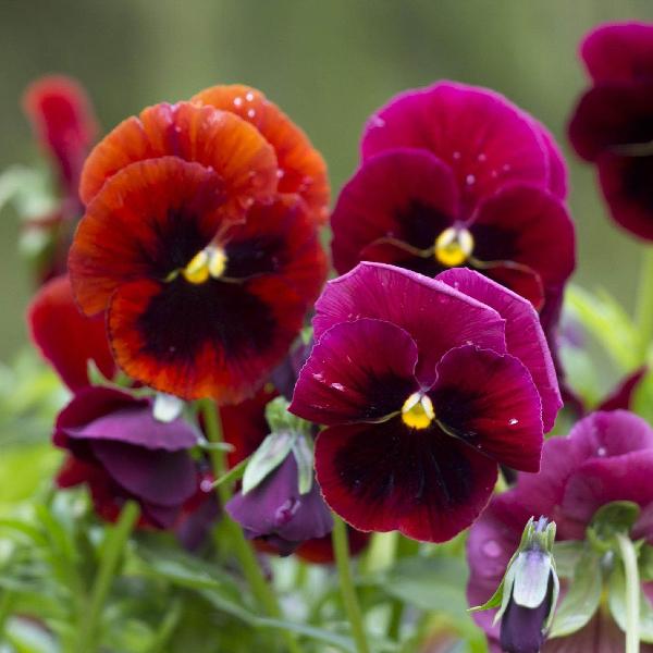 AcquaGarden Outdoor Plants Pansy 'Winter Cheer'