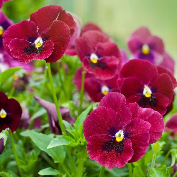 AcquaGarden Outdoor Plants Pansy 'Winter Cheer'