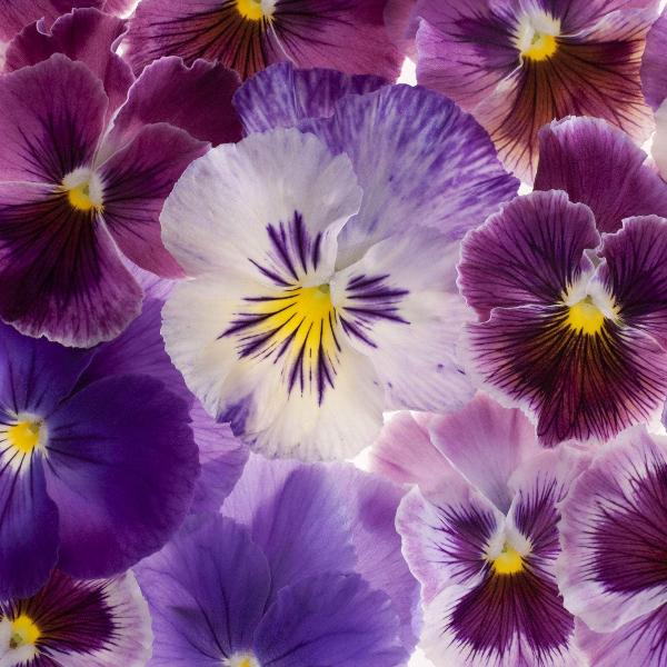 AcquaGarden Outdoor Plants Pansy 'Winter Cheer'