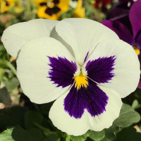AcquaGarden Outdoor Plants Pansy 'Winter Cheer'