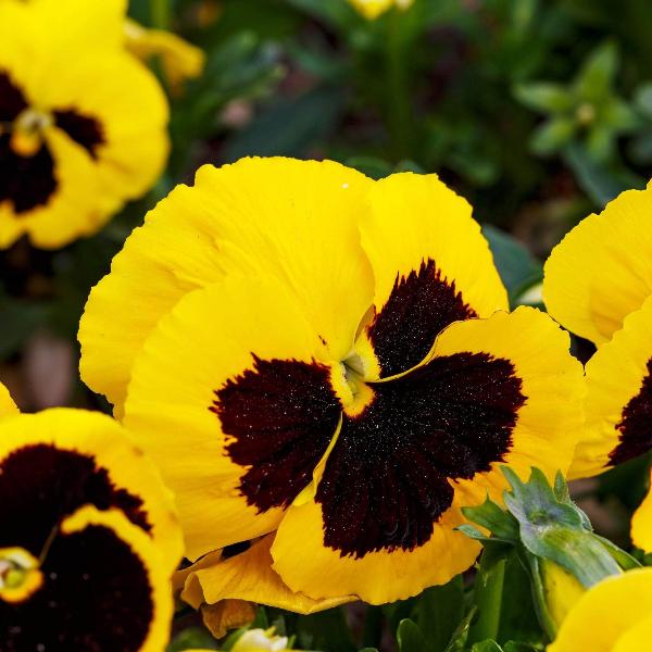 AcquaGarden Outdoor Plants Pansy 'Yellow Blotch'