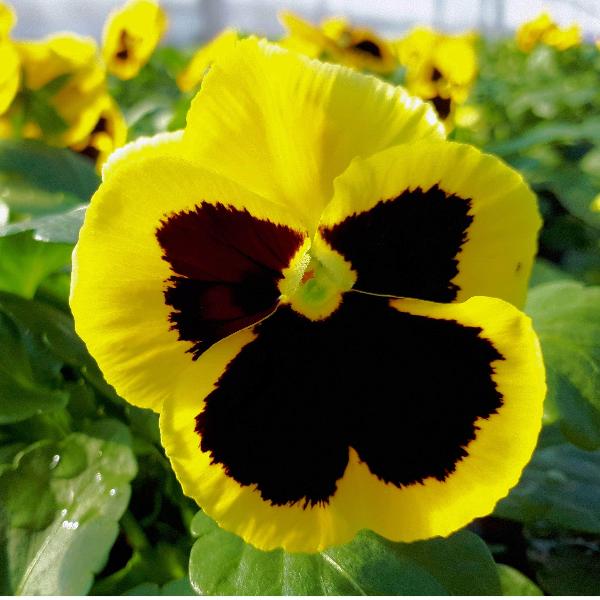 AcquaGarden Outdoor Plants Pansy 'Yellow Blotch'