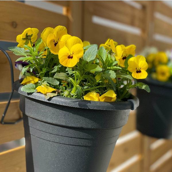 AcquaGarden Outdoor Plants Pansy 'Yellow Blotch'