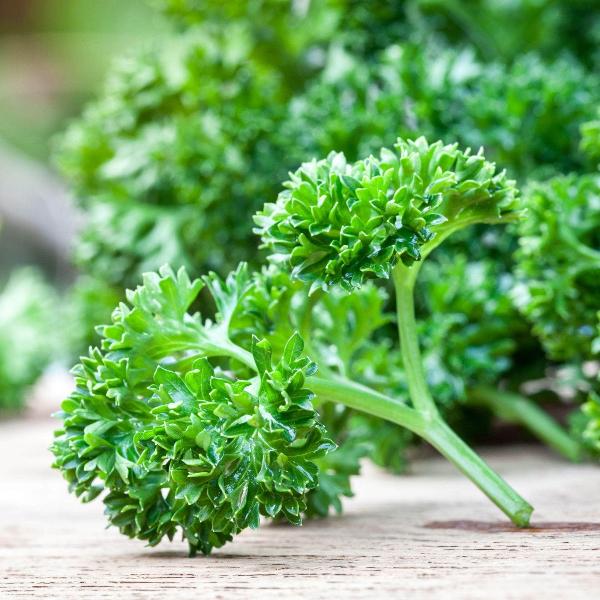 AcquaGarden Outdoor Plants Parsley 'Krausa'