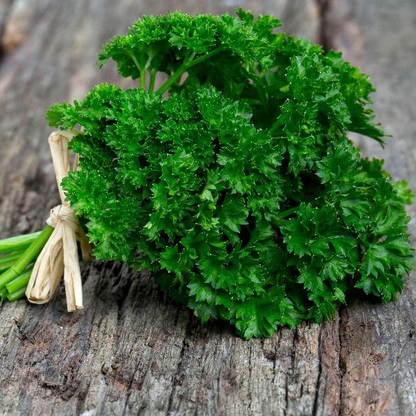 AcquaGarden Outdoor Plants Parsley 'Krausa'