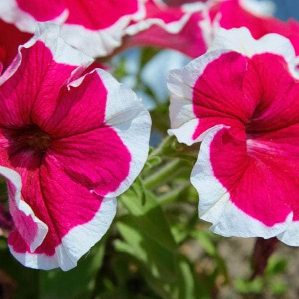 AcquaGarden Outdoor Plants Petunia 'Candy Picotee Burgundy'