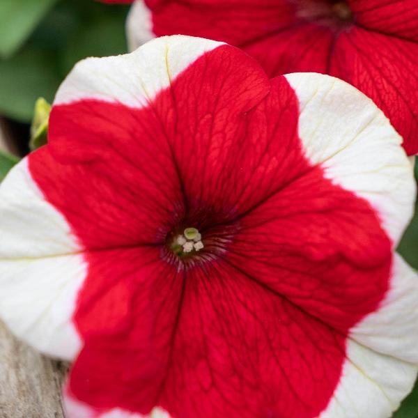 AcquaGarden Outdoor Plants Petunia 'Candy Picotee Red'