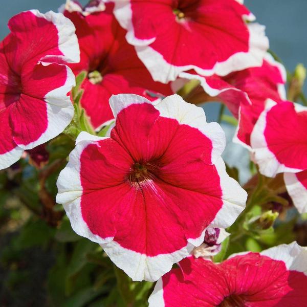AcquaGarden Outdoor Plants Petunia 'Candy Picotee Red'