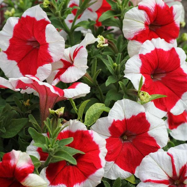 AcquaGarden Outdoor Plants Petunia 'Candy Picotee Red'