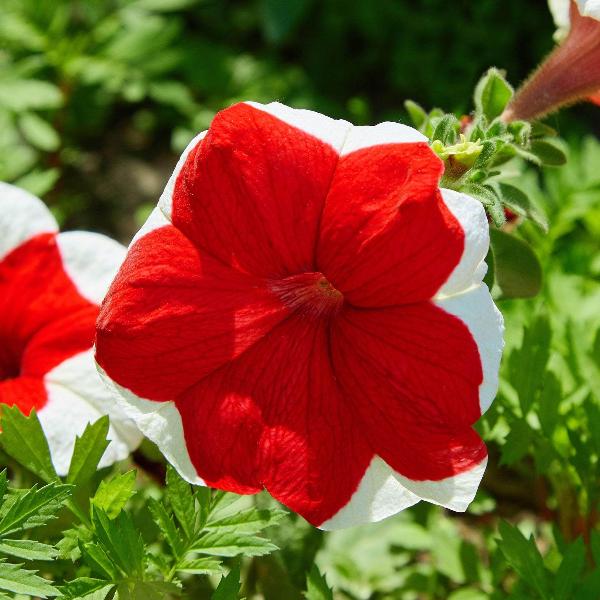 AcquaGarden Outdoor Plants Petunia 'Candy Picotee Red'