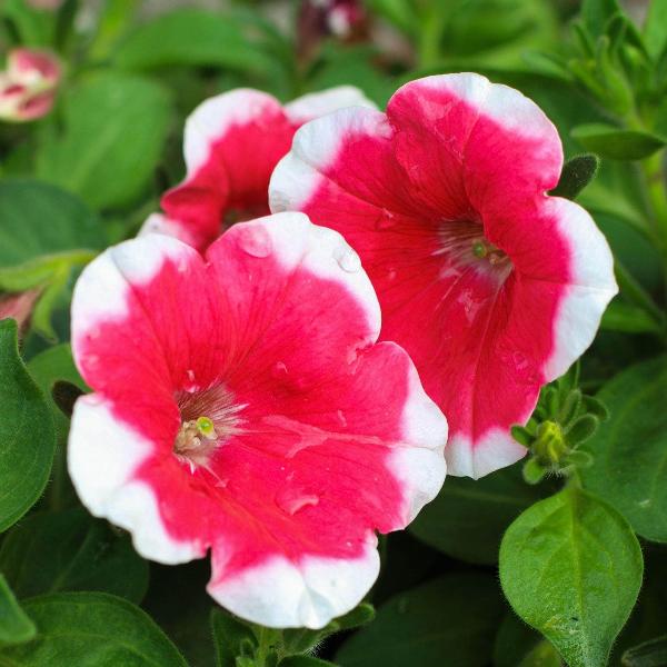 AcquaGarden Outdoor Plants Petunia 'Candy Picotee Red'