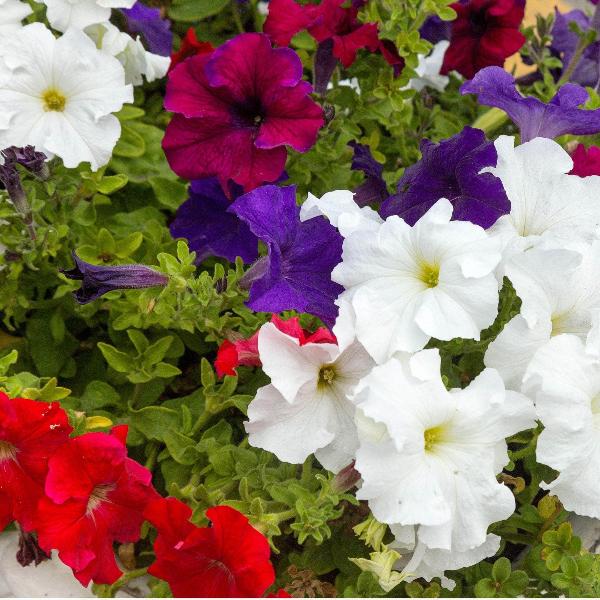 AcquaGarden Outdoor Plants Petunia 'Celebration Mix'