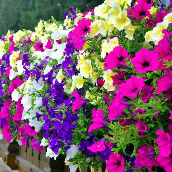 AcquaGarden Outdoor Plants Petunia 'Celebration Mix'