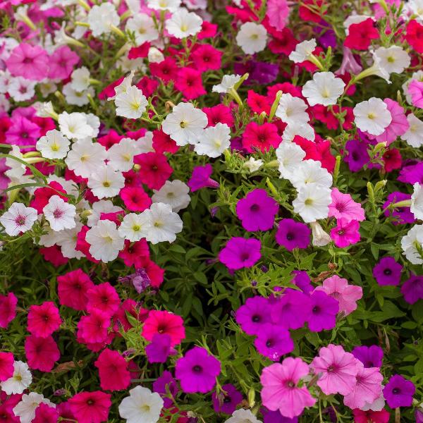 AcquaGarden Outdoor Plants Petunia 'Celebration Mix'