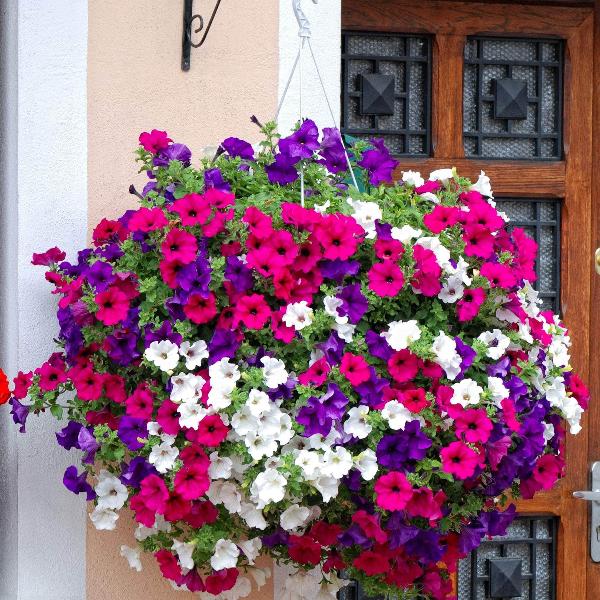 AcquaGarden Outdoor Plants Petunia 'Celebration Mix'