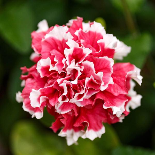 AcquaGarden Outdoor Plants Petunia 'Double Mix'