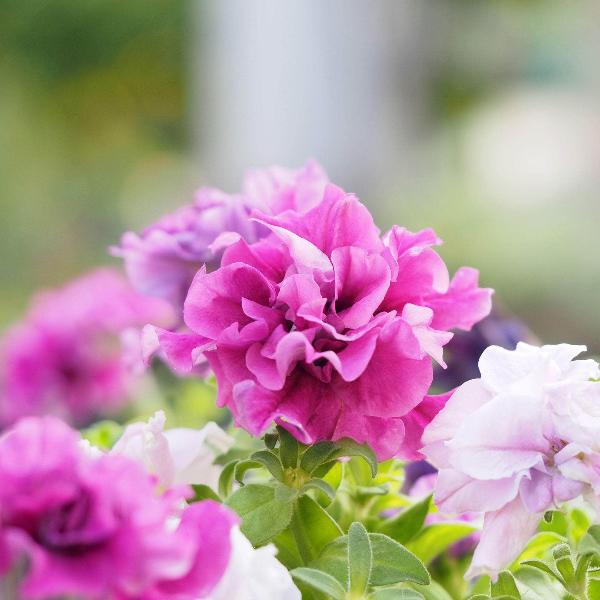 AcquaGarden Outdoor Plants Petunia 'Double Mix'