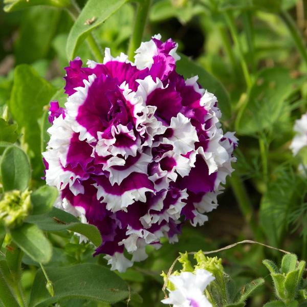 AcquaGarden Outdoor Plants Petunia 'Double Mix'