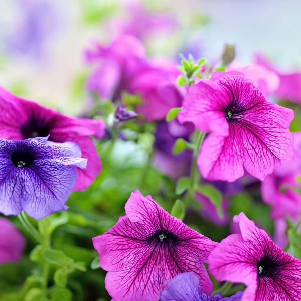 AcquaGarden Outdoor Plants Petunia 'Veined Mixed'