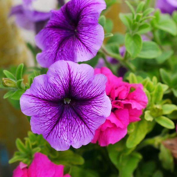 AcquaGarden Outdoor Plants Petunia 'Veined Mixed'