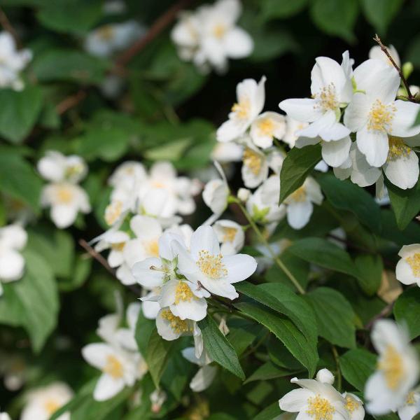 AcquaGarden Outdoor Plants Philadelphus Mock Orange 'Dame Blanche'