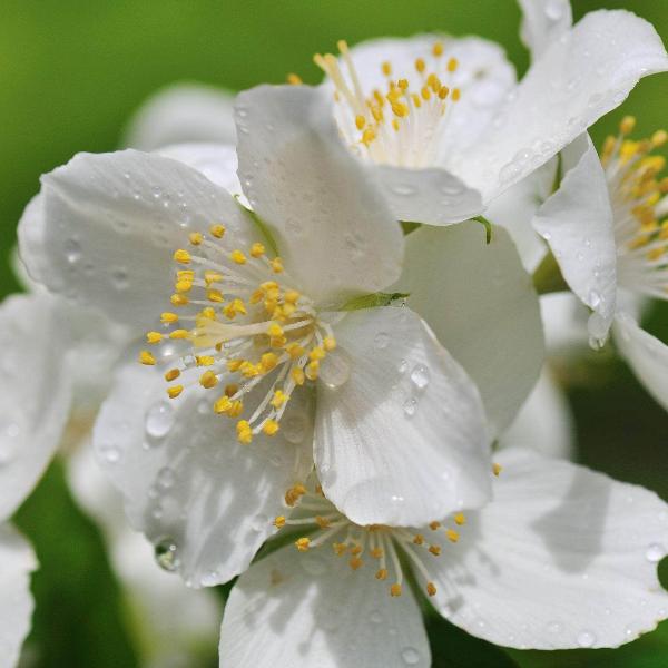 AcquaGarden Outdoor Plants Philadelphus Mock Orange 'Dame Blanche'
