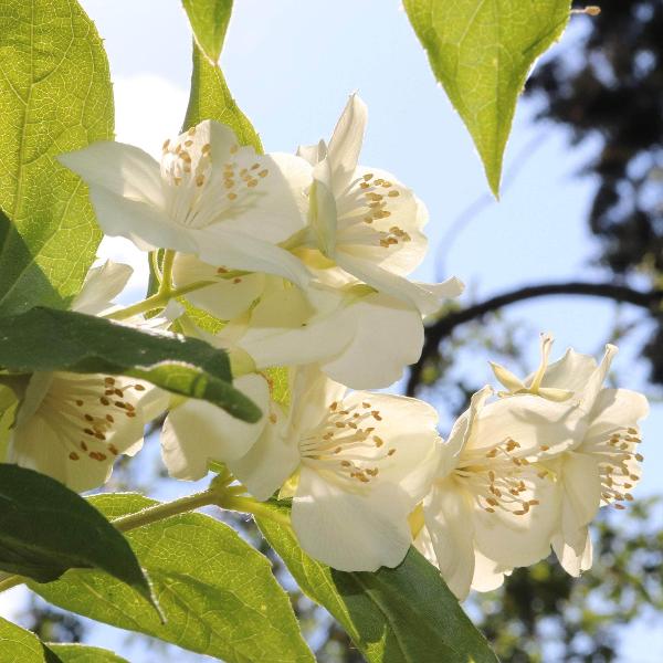 AcquaGarden Outdoor Plants Philadelphus Mock Orange 'Silberregen'