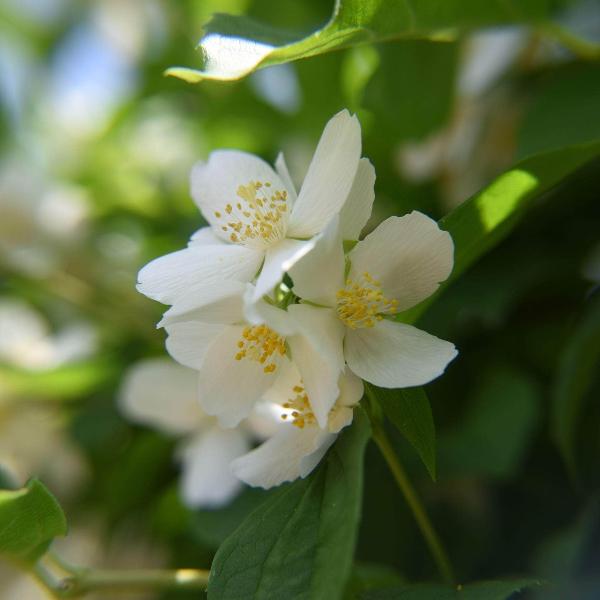 AcquaGarden Outdoor Plants Philadelphus Mock Orange 'Silberregen'