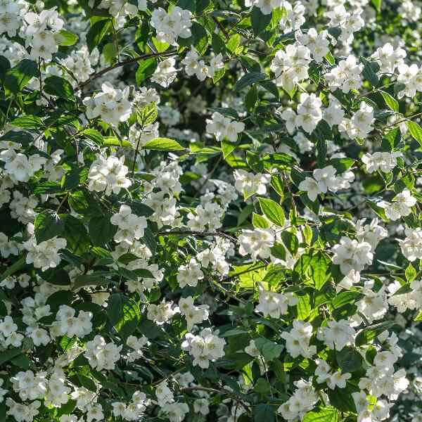 AcquaGarden Outdoor Plants Philadelphus Mock Orange 'Silberregen'