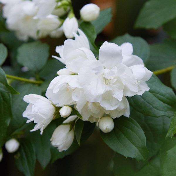 AcquaGarden Outdoor Plants Philadelphus Mock Orange 'Snowbelle'