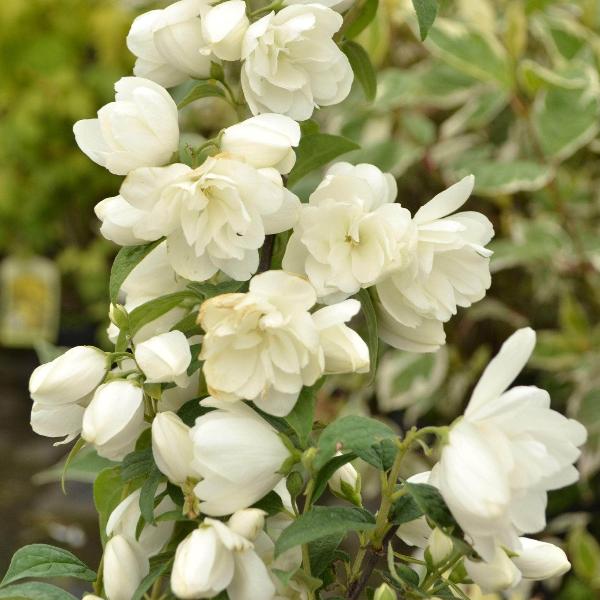 AcquaGarden Outdoor Plants Philadelphus Mock Orange 'Snowbelle'