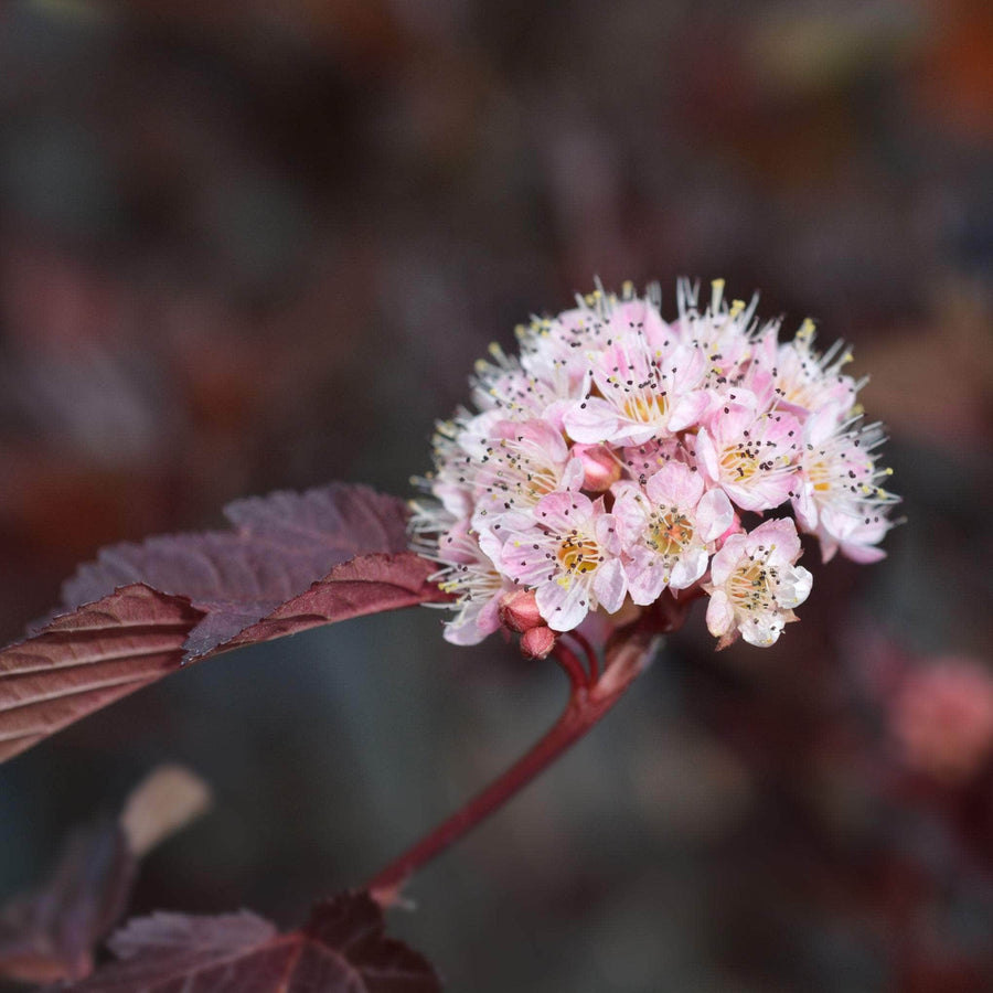 AcquaGarden Outdoor Plants Physocarpus 'Red Baron
