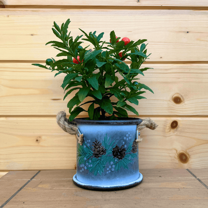 AcquaGarden Outdoor Plants Pinecone Tin Pot with Christmas Cherry 'Solanum' Plant