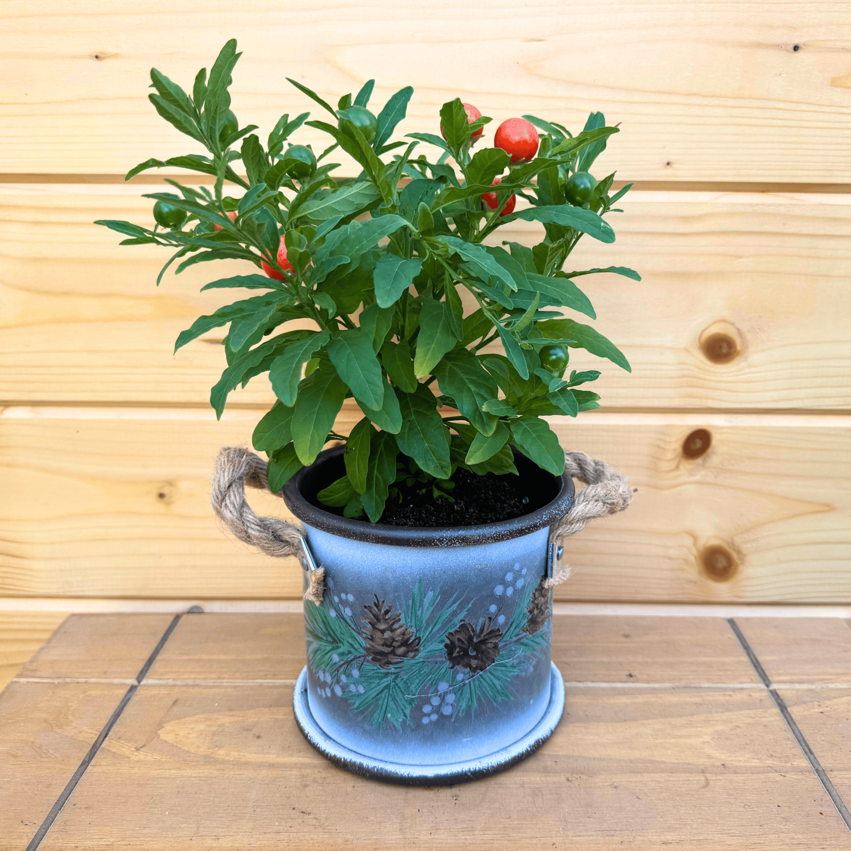 Plant Gifts Collection