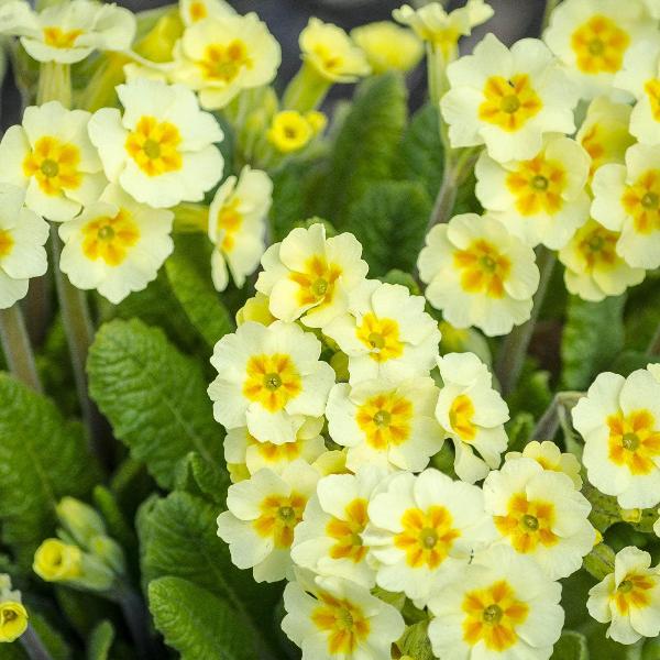 AcquaGarden Outdoor Plants Primula 'Clotted Cream'