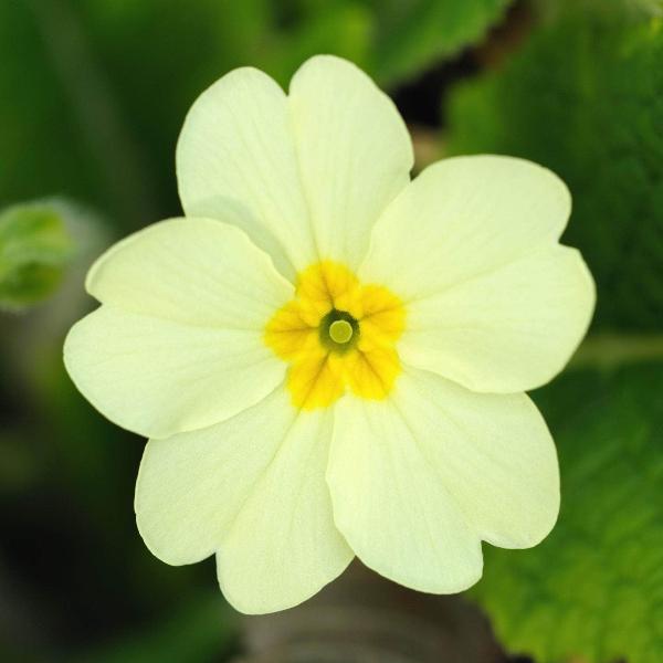 AcquaGarden Outdoor Plants Primula 'Clotted Cream'