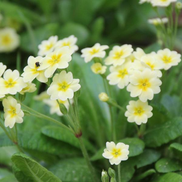 AcquaGarden Outdoor Plants Primula 'Clotted Cream'