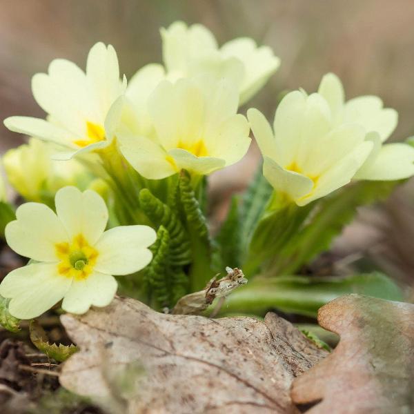 AcquaGarden Outdoor Plants Primula 'Clotted Cream'